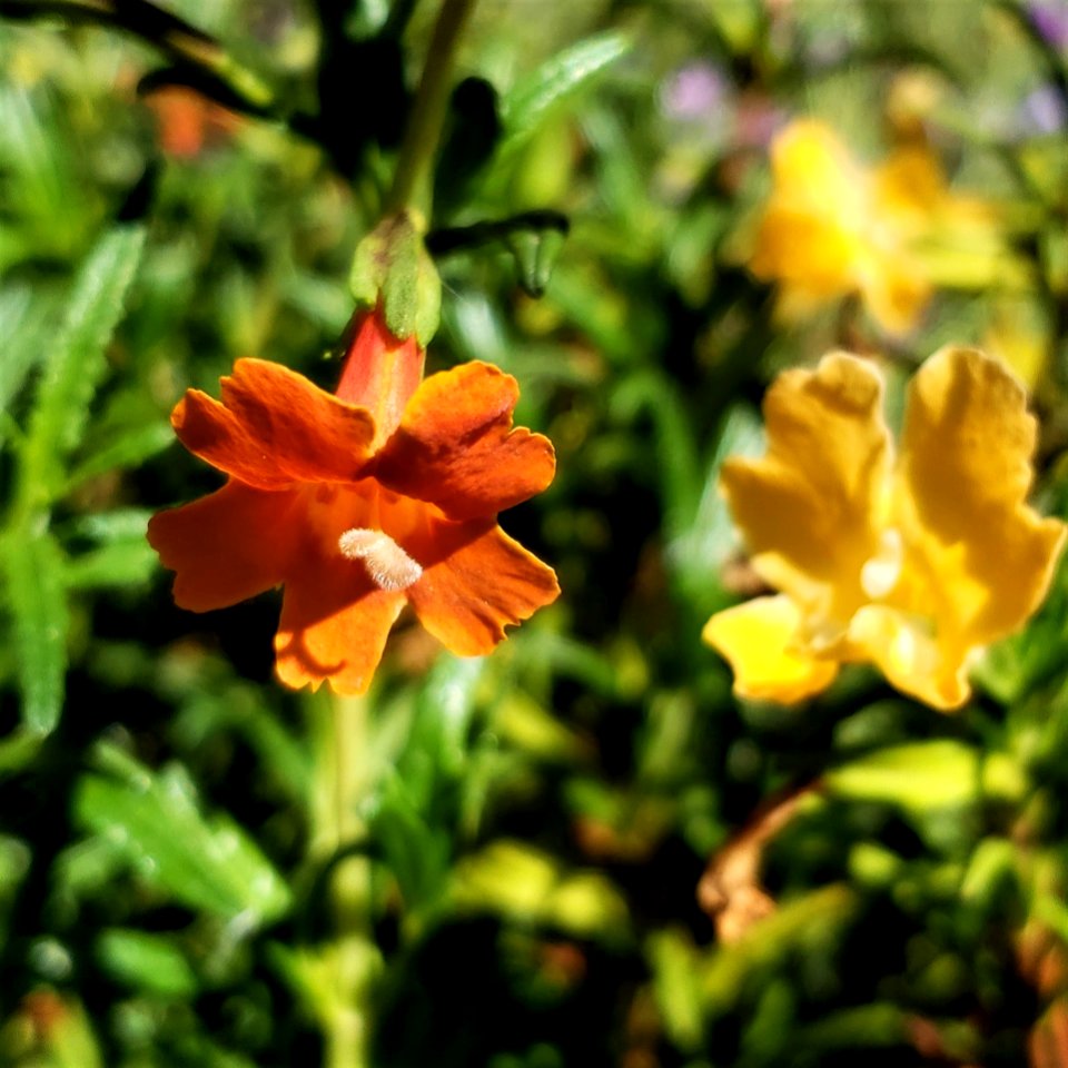 Monkeyflower photo