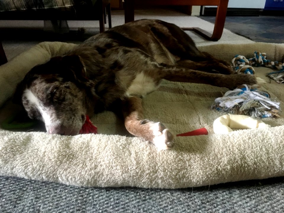Worn Out from His Vacation