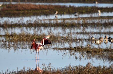 Flamingo Flap - 5