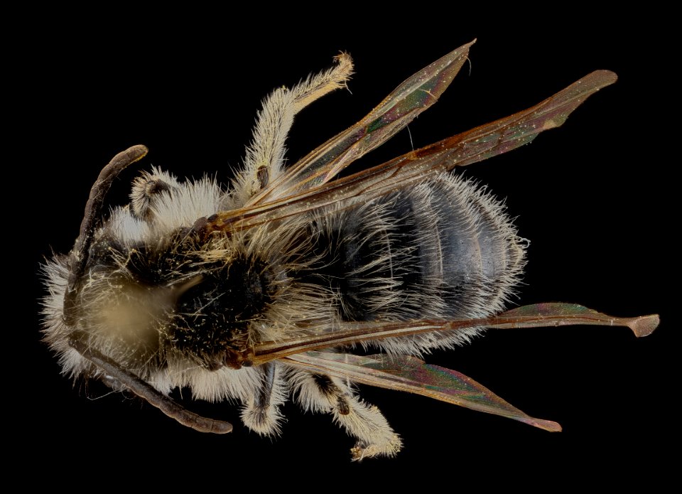 Andrena frigida, male, back 2012-08-02-18.22.04 ZS PMax