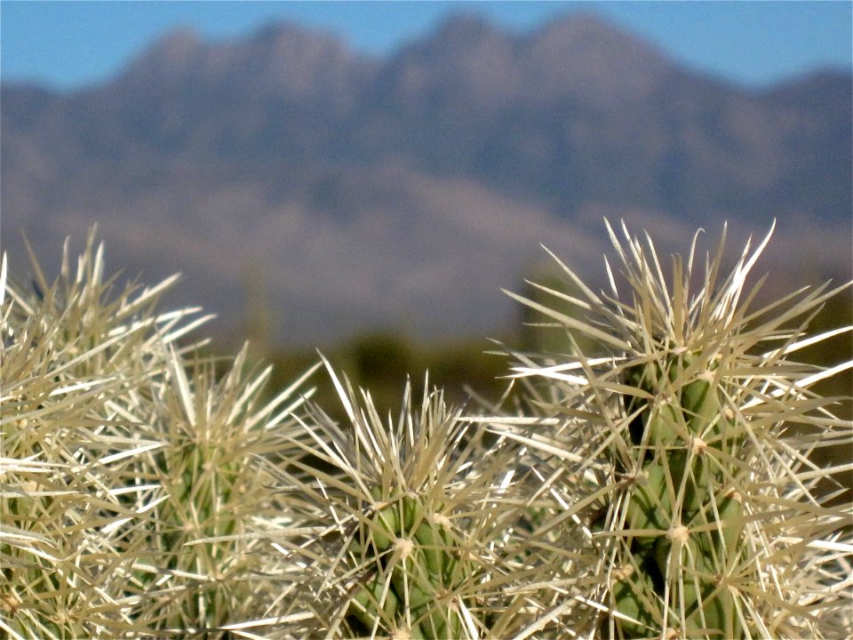 Soft Cuddly Teddy Bear Cholla Cactus