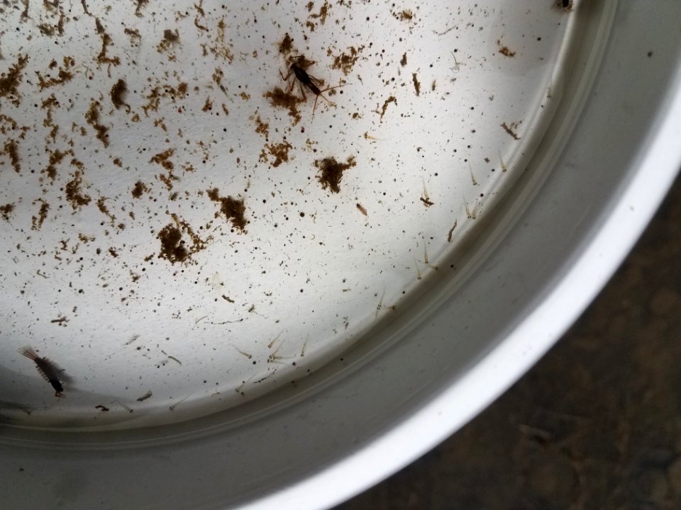 Leopard Darter Larval