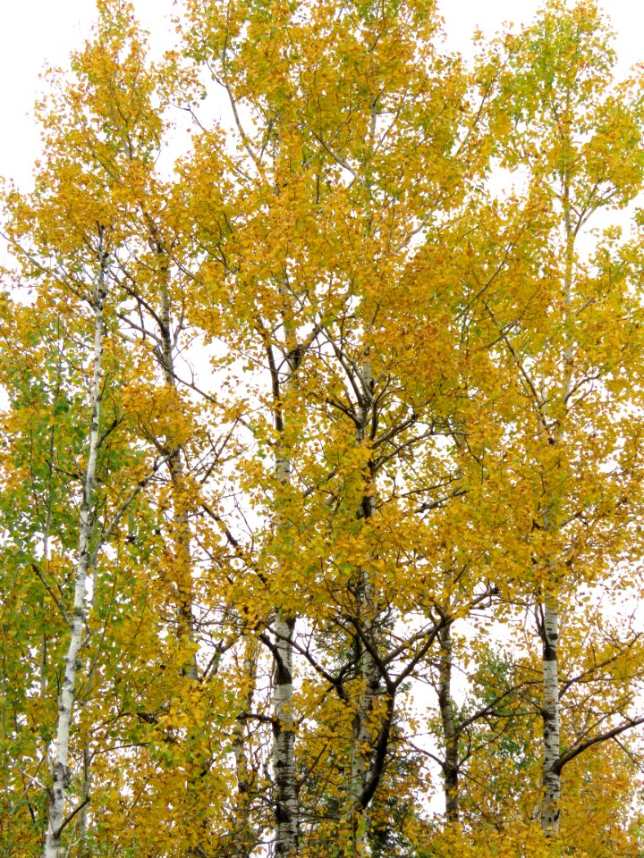 170927-FS-Superior-SAR- birches in sky
