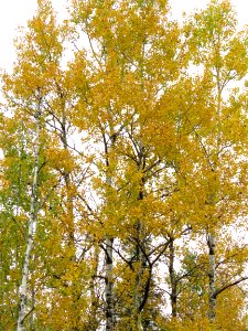 170927-FS-Superior-SAR- birches in sky