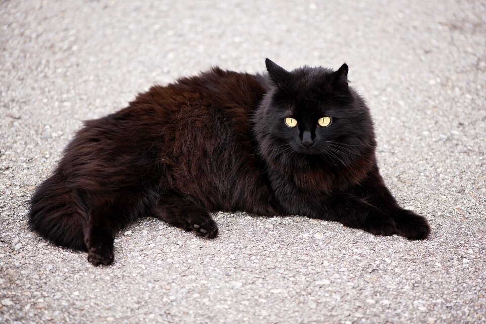 Creature domestic cat pet