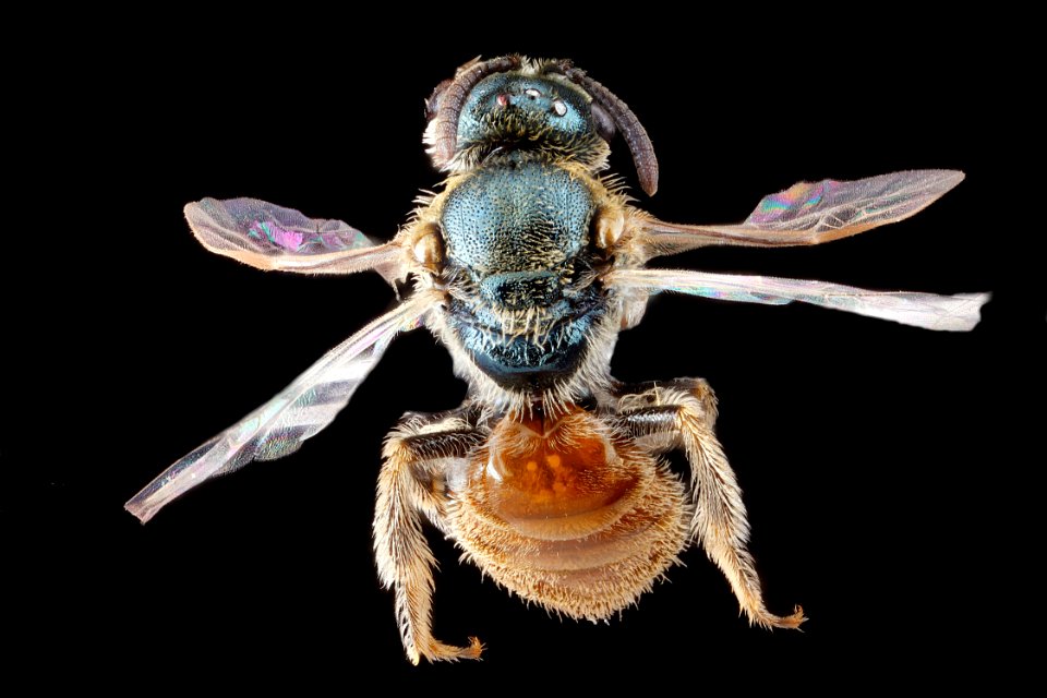 Lasioglossum-pictum,-unknown,-back 2012-07-19-17.25.44-ZS-PMax