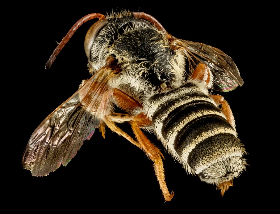 Megachile farinosa, M, Back, Greece, Aegean Islands, Lesvos, Mytilene 2015-03-06-15.42.43 ZS PMax
