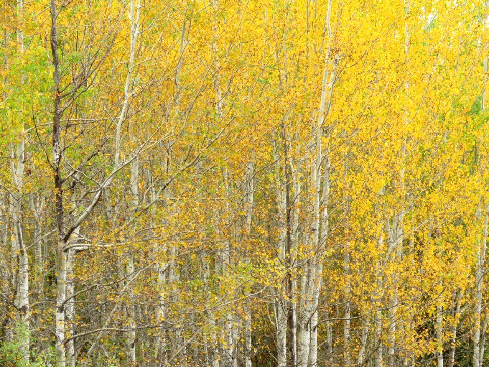 170927-FS-Superior-SAR-thick aspen landscape