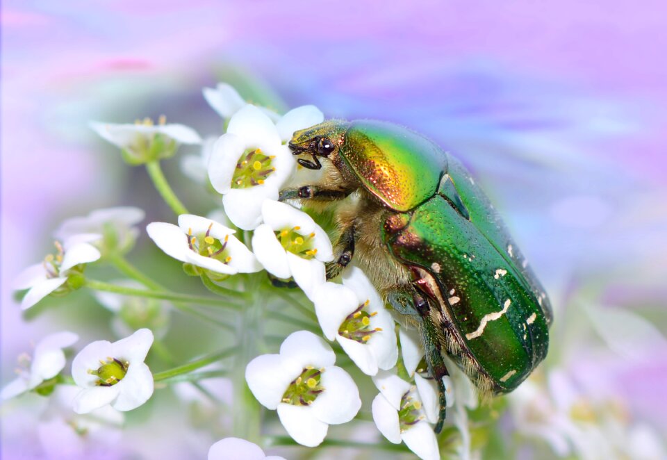 Cetonia aurata common rose beetle macro
