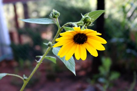 Sad Sunflower