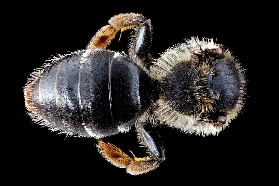 Andrena-cresonii,-female,-propodeum 2012-07-19-16.37.48-ZS-PMax