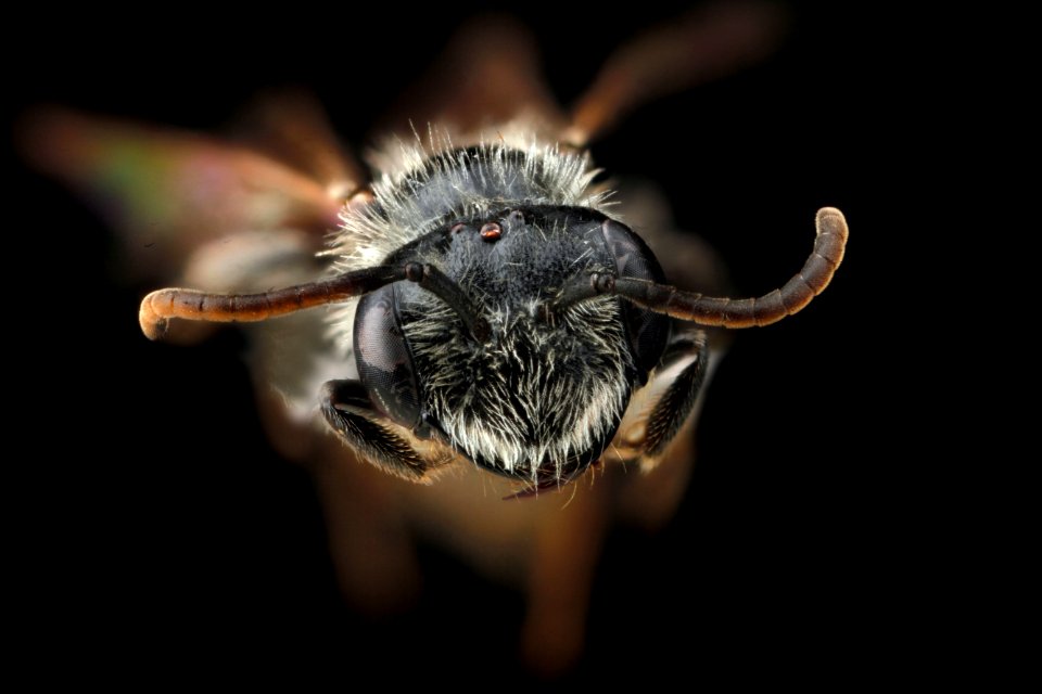 Andrena-fragilis,-male,-face 2012-06-14-14.44.34-ZS-PMax