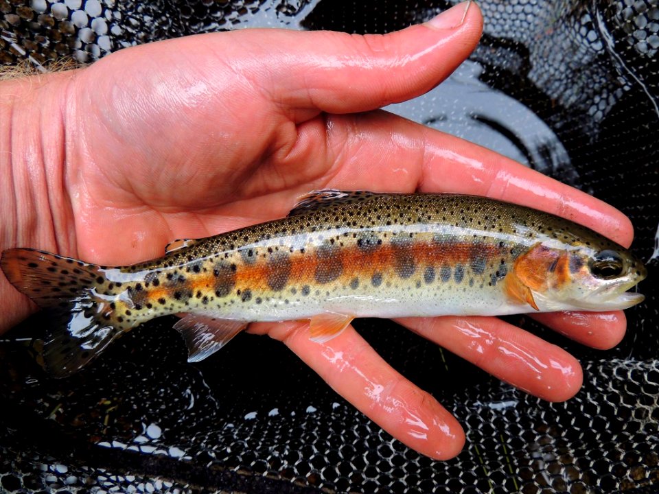 McCloud River Redband