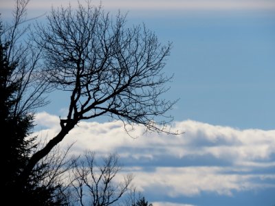 171025-FS-Superior-SAR-baretreecloudportrait