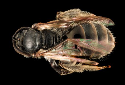 Lasioglossum synthridis, F, Back, UT, Garfield County 2014-05-30-13.36