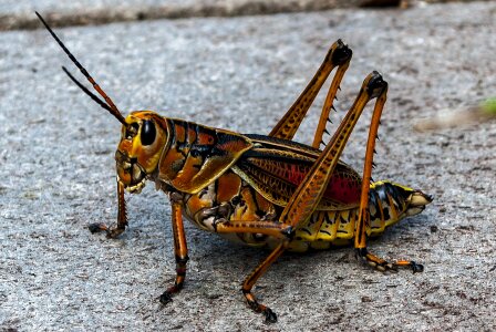 Animals nature exotic