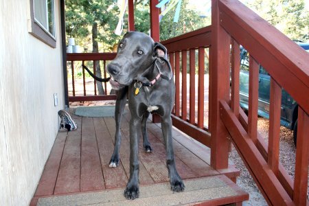 Kasha's Bone photo