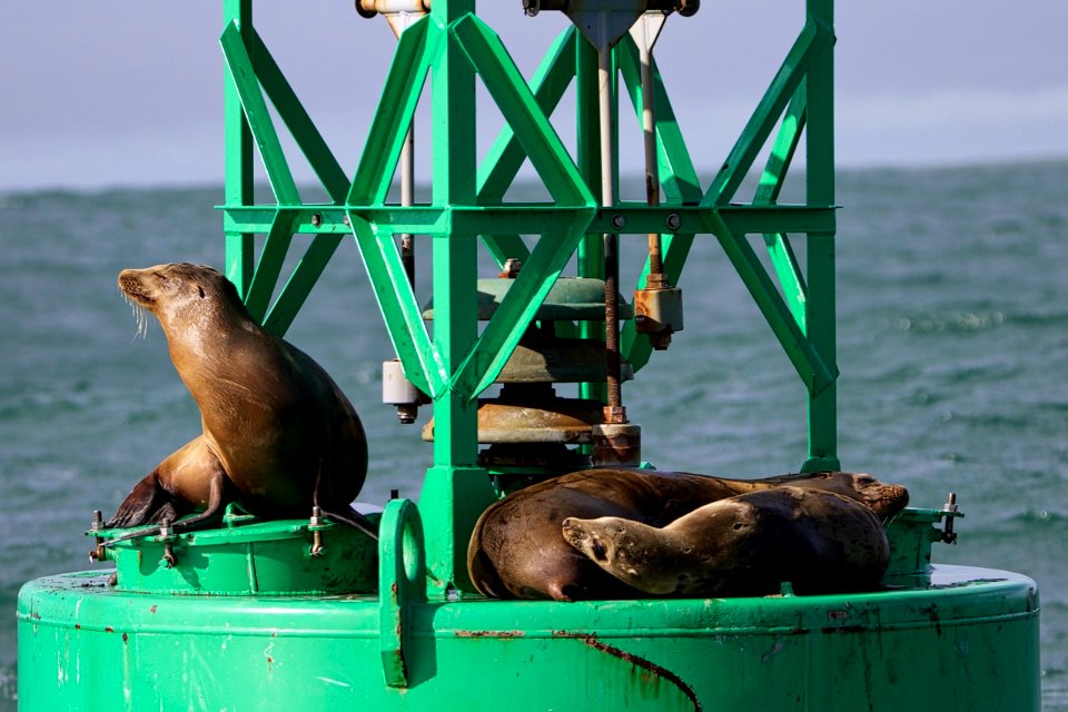 Half Moon Bay sea lions
