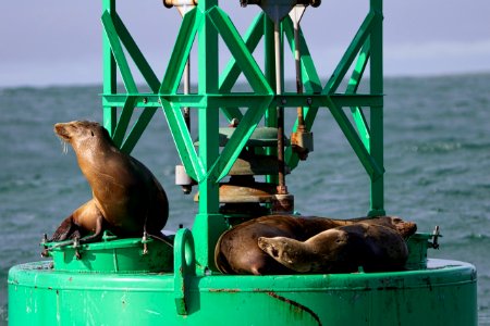 Half Moon Bay sea lions photo