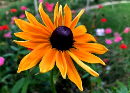 Mega Brown Eyed Susan