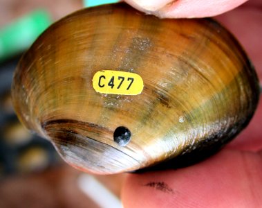 Higgins Eye (pearlymussel)