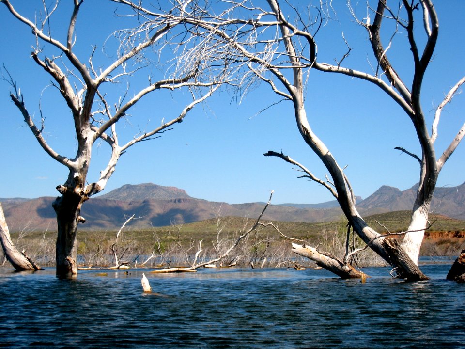 Sierra Ancha Mts through the Branches