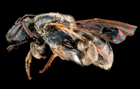 Lasioglossum laevissimum, F, side, Montana 2012-10-15-16.26.28 ZS PMax
