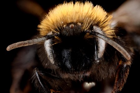 Andrena anograe, female, face 2012-08-06-15.41.48 ZS PMax photo