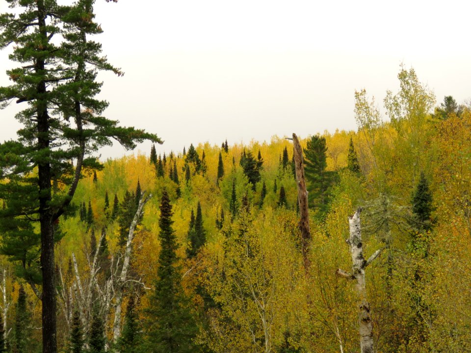2019-FS-Superior-SAR-001