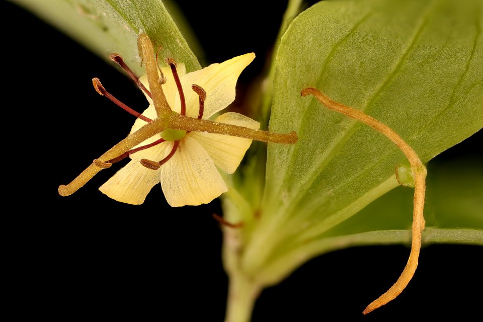 Medeola virginiana, Indian-Cucumber Root, Howard Co, Md, H Metzman 2018-06-20-13.21.03 ZS PMax UDR