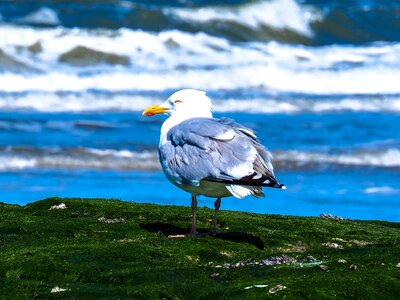 Sitting bird birds