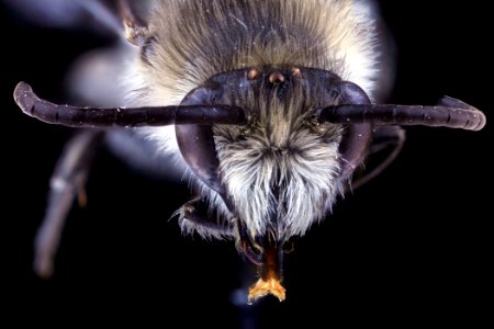 Colletes compactus, female, face clean