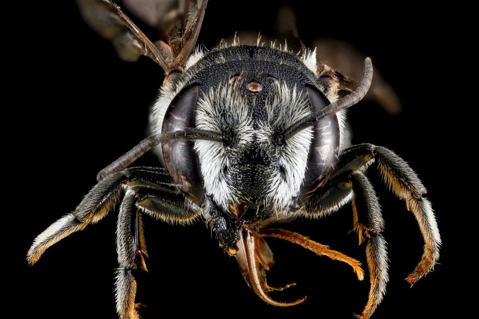 Megachile apicalis, female, face 2012-07-16-17.17 photo