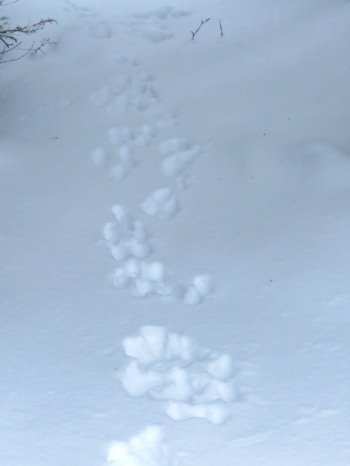 Snowshoe hare tracks
