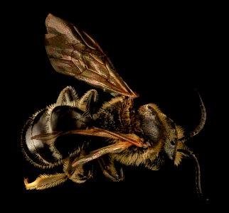 Lasioglossum zonulum, M, Back, PA, Lackawanna County 2013-08-09-17.06.02 ZS PMax
