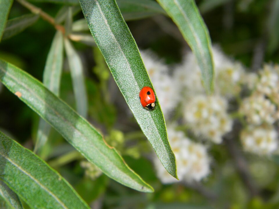 Insect sheet nature
