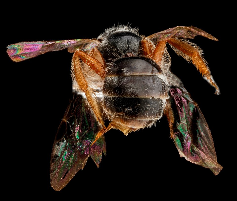 Lasioglossum birkmani, Female, Back2, Nacogodoches County, Texas 2012-10-23-08.52.36 ZS PMax