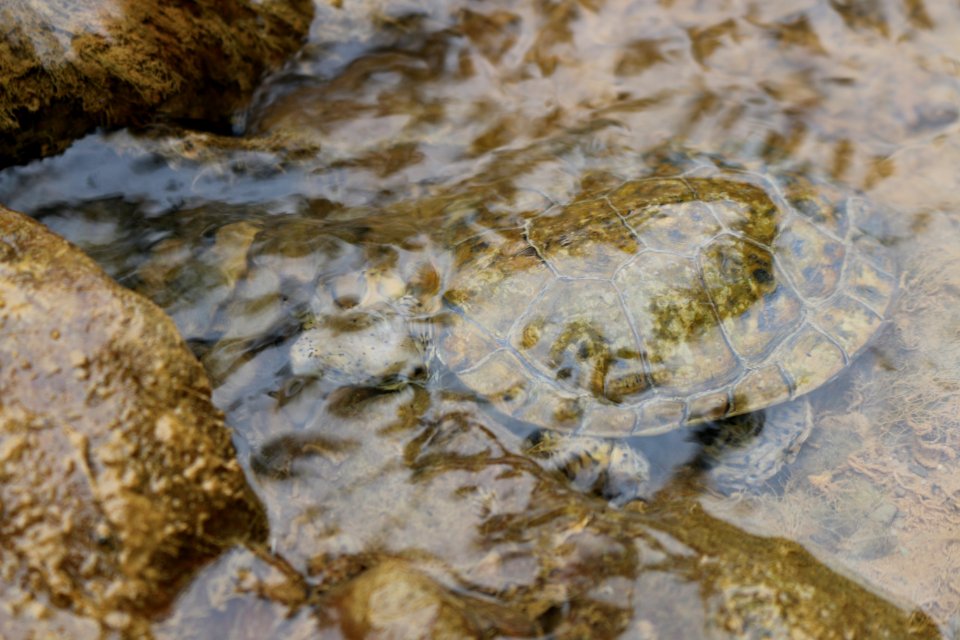 Pond Turtle Blending In photo