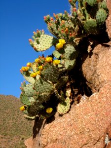 Clinging Cactus