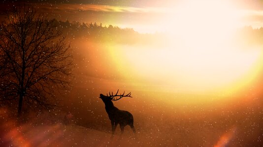 Wild antler sunrise
