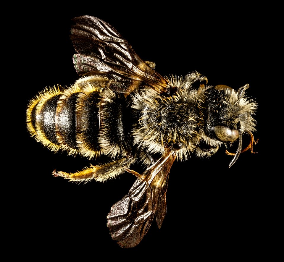 Osmia rufohirta, M, Back, Greece, Aegean Islands, Lesvos, Mytilene 2015-02-12-14.21.51 ZS PMax