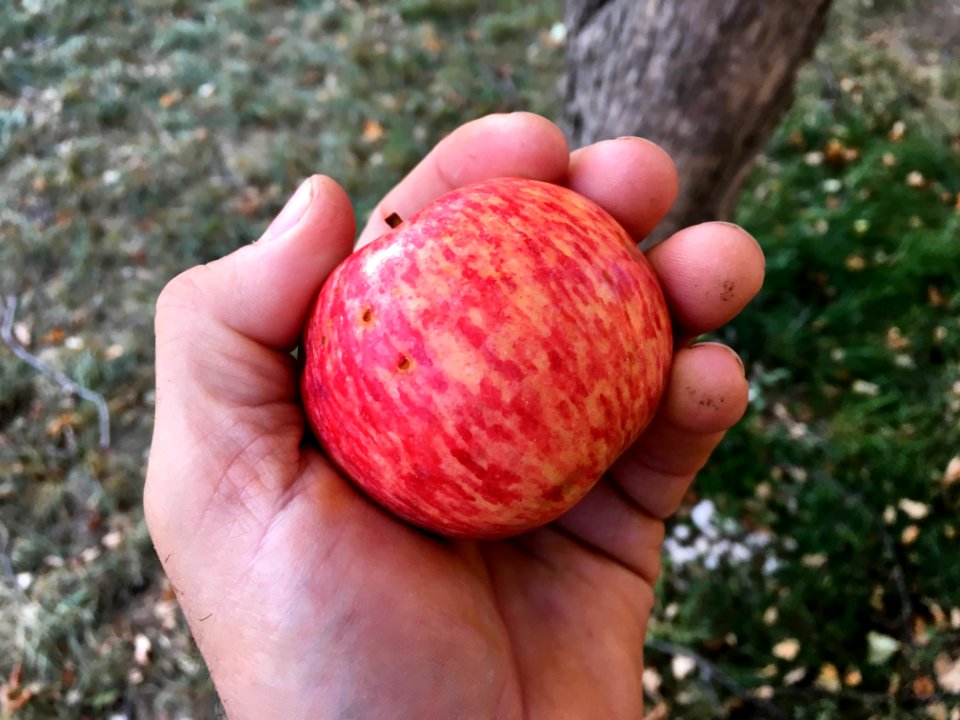 Don't Ever Say Last Apple