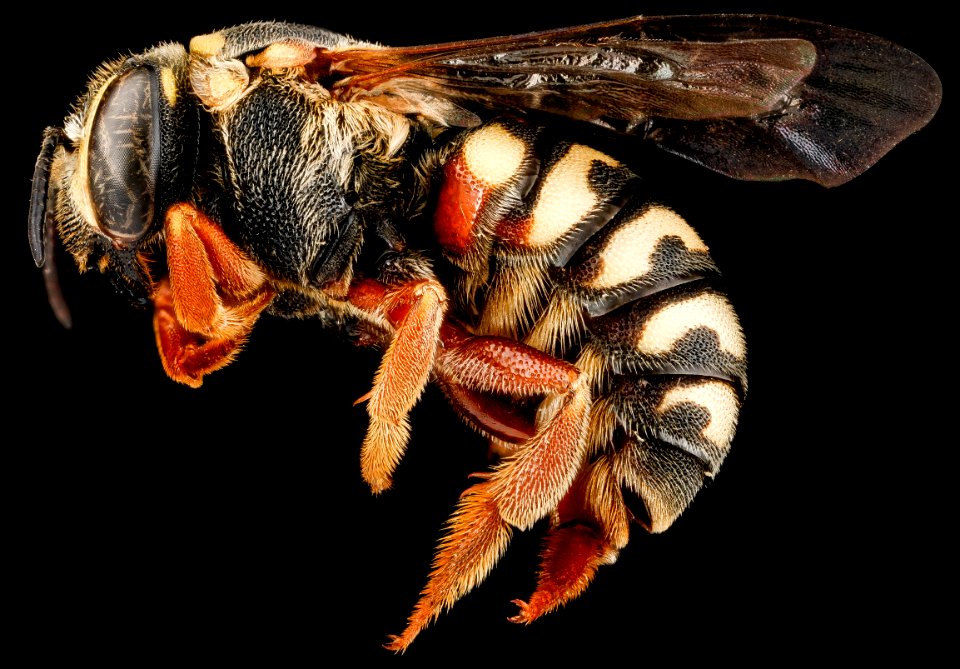 Dianthidium concinnum, M, side, Pennington County, South Dakota 2012-11-19-18.15.00 ZS PMax