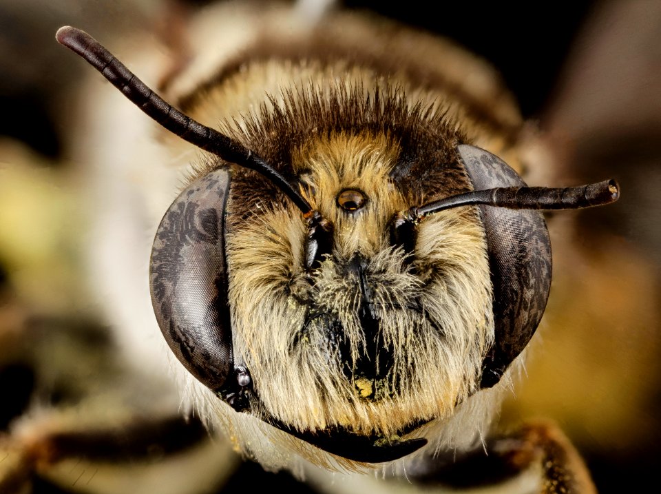 stenotritus pubescens, f, face, australia 2014-07-05-12.40.14 ZS PMax