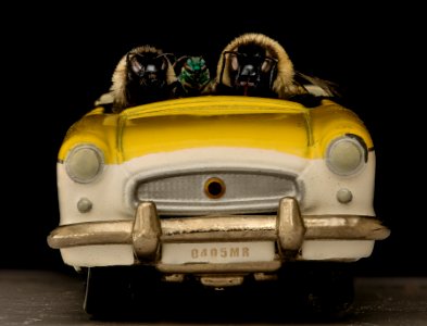 (Bright) Bees in Cars Front 2019-03-28-15.51.48 ZS PMax UDR photo