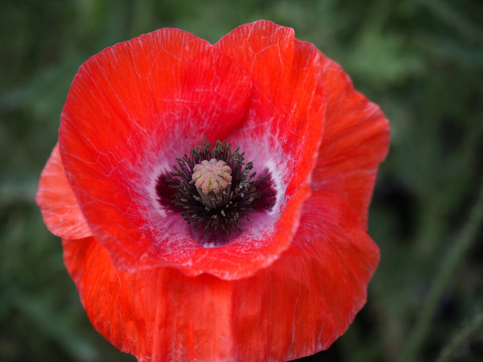 Corn poppy flowers flowering plant