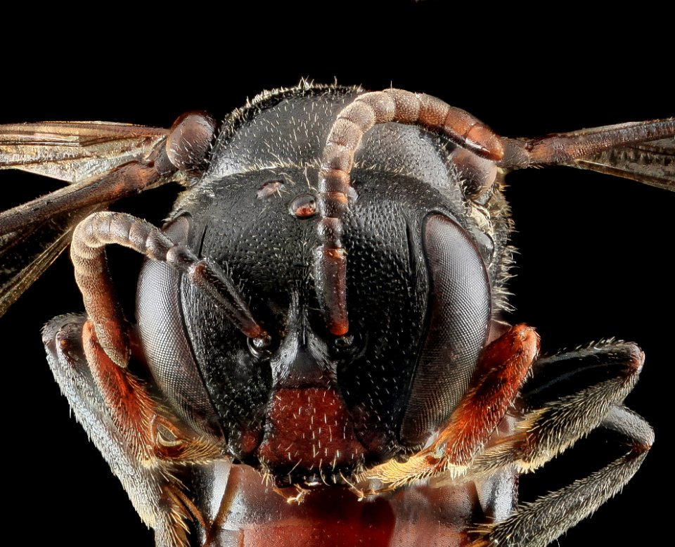 Hylaeus volatilis, Male, Front, Hi, Maui Co 2013-05-31-19.03