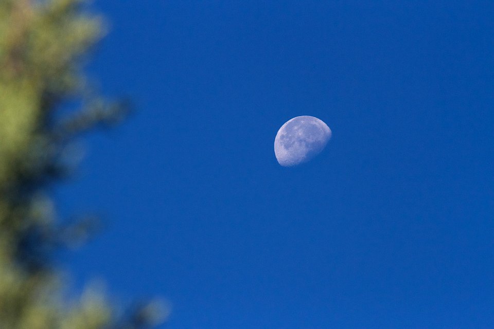 One Small Step For Juniper, One Giant Leap for Treekind