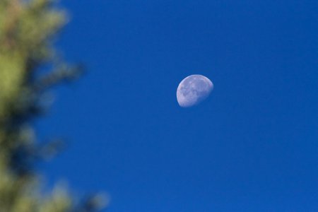 One Small Step For Juniper, One Giant Leap for Treekind