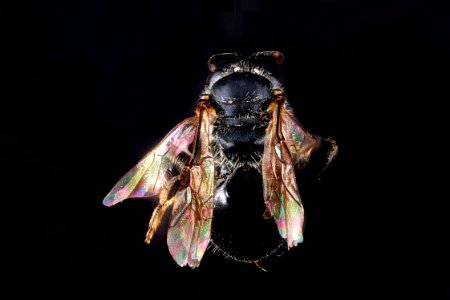 Lasioglossum-foxii,-unkown,-back 2012-07-17-16.40.10-ZS-PMax